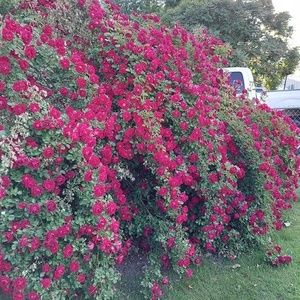 Meet your Posher, Judith